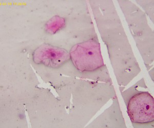 哺乳动物细胞黏膜