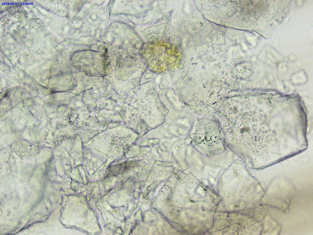 白术菊糖显微特征图图片