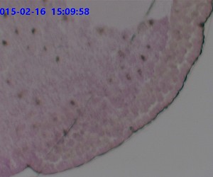 蛙晚期原肠胚切片