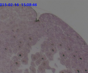 蛙早期原肠胚切片