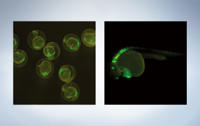 左:表達GFP斑馬魚胚胎,右:表達GFP斑馬魚胚胎(28 - 30小時)