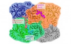 让科学变得更简单：什么是生物分子成像？