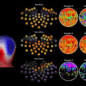 新的大脑映射技术揭示了视觉处理的神经代码工作过程